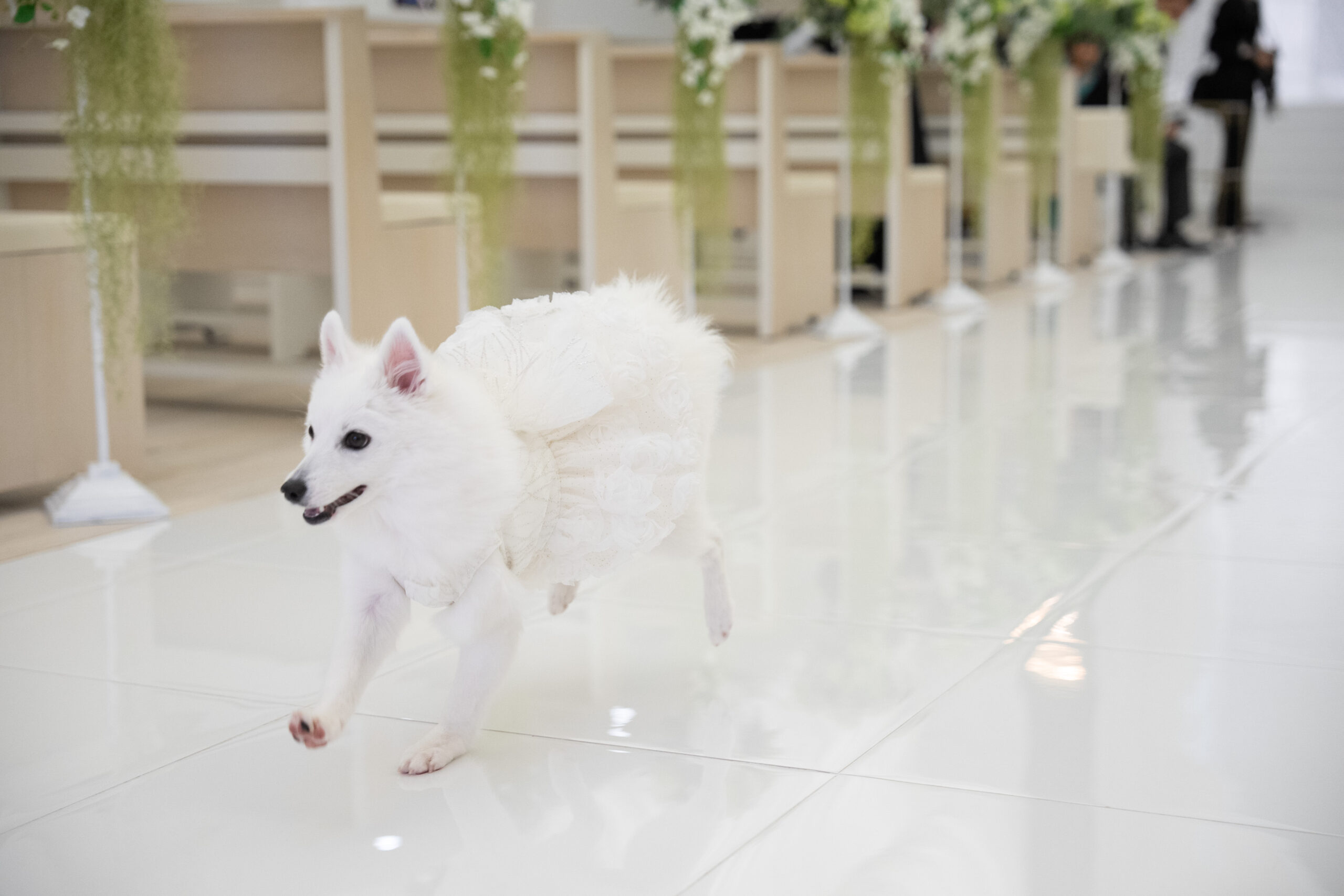 リングドッグ🐶