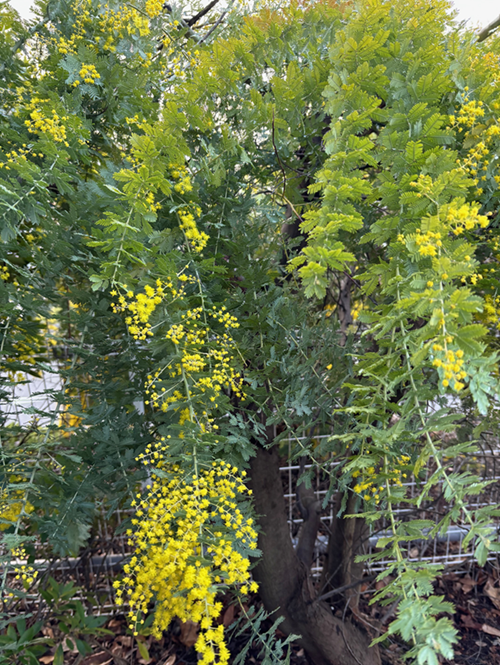 ミモザの日～リニューアル状況part8